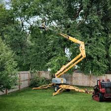 Best Tree Removal  in Morton, MS