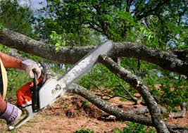 How Our Tree Care Process Works  in  Morton, MS