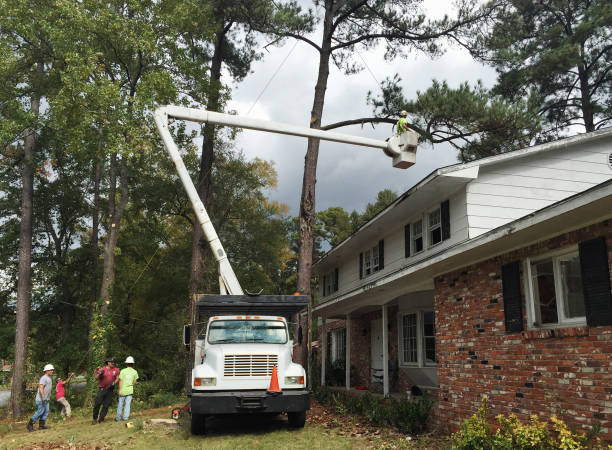Best Fruit Tree Pruning  in Morton, MS