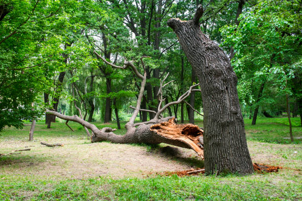 Best Landscape Design and Installation  in Morton, MS