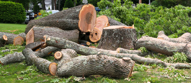 Best Storm Damage Tree Cleanup  in Morton, MS