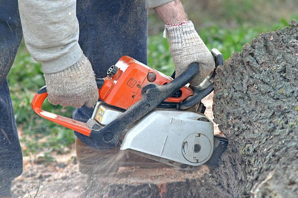 Best Lawn Maintenance Plans  in Morton, MS