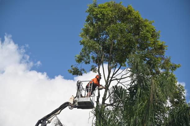 Best Utility Line Clearance  in Morton, MS