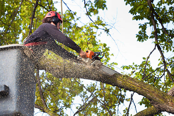 Best Tree Risk Assessment  in Morton, MS