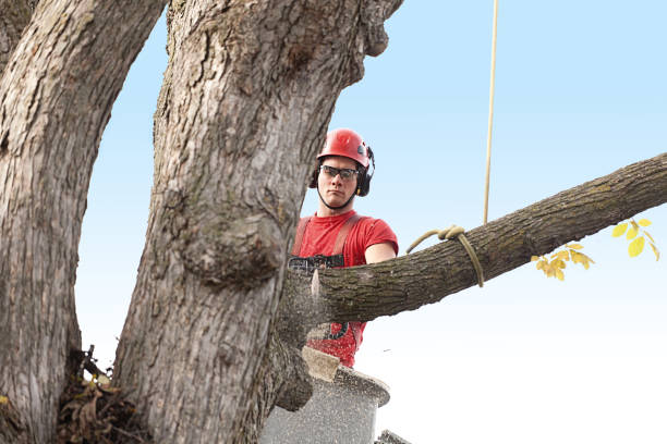 Best Arborist Consultation Services  in Morton, MS